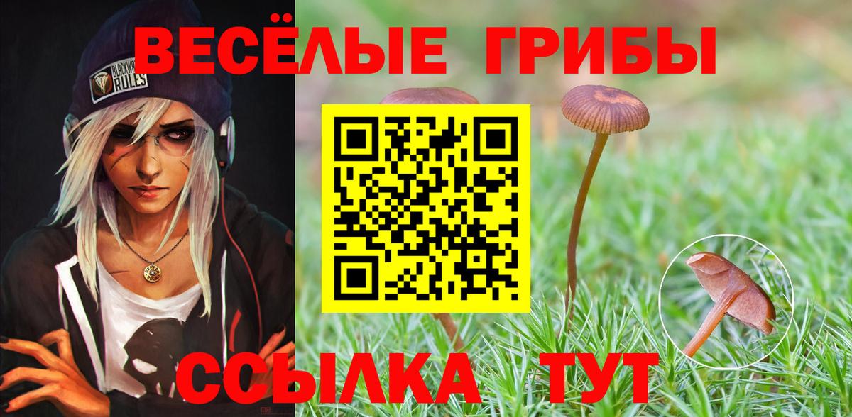 Галлюциногенные грибы Psilocybe Темрюк
